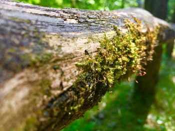 Close-up of tree trunk