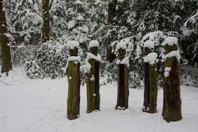 Panoramic view of trees on snow covered landscape