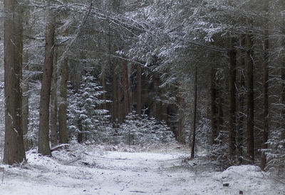 Trees in forest during winter