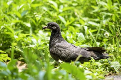 Close-up of bird perching on grass