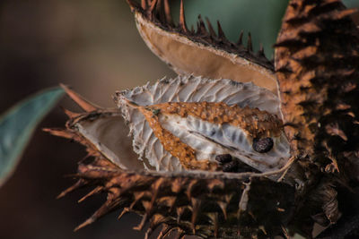 Close-up of dried fish on leaves