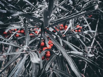 Full frame shot of plants