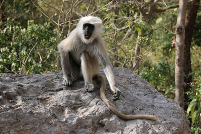 Close-up of monkey