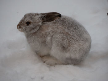 Close-up of a dog in snow