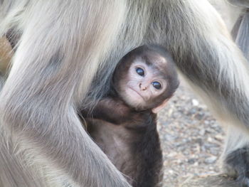 Close-up of monkey