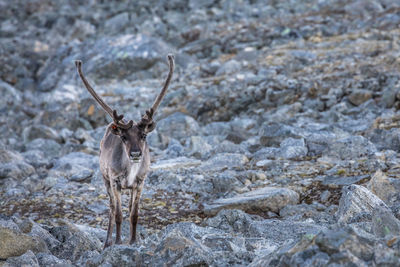 Portrait of deer standing on rocks