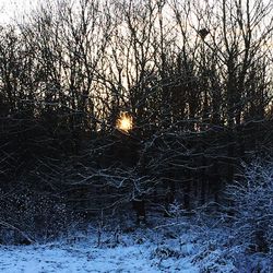 Bare trees in forest during winter