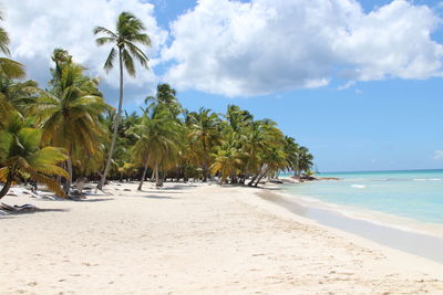 Palm trees on sunny idyllic beach