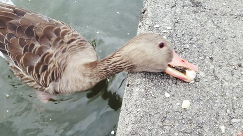 High angle view of duck swimming on lake