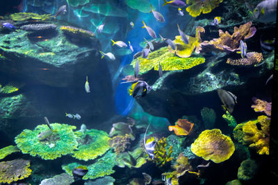 Fish swimming in sea
