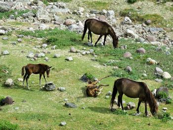 Horses grazing on field