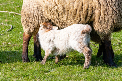 Sheep standing in a field