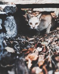 Portrait of kitten on carpet