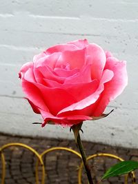 Close-up of pink rose