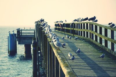 Seagulls perching on jetty railing in sea against sky