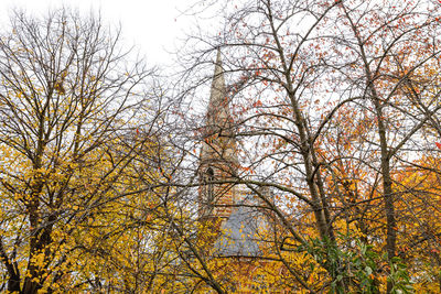 Low angle view of trees in forest during autumn