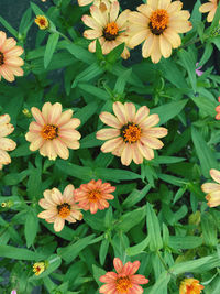 High angle view of flowering plants