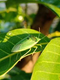 Close-up of insect on leaf