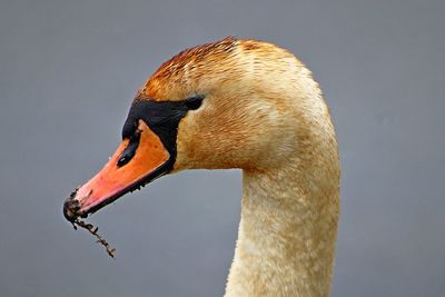 Close-up of swan on water