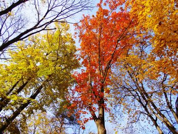 Low angle view of tree against sky