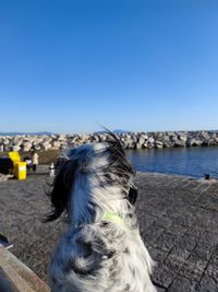 Rear view of dog on water against clear blue sky