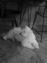 Close-up of dog lying on floor