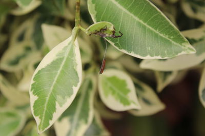 Close-up of leaves