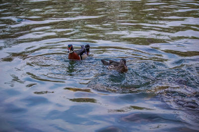 Two birds in lake