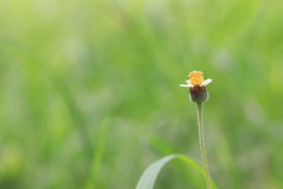 Close-up of flower on plant