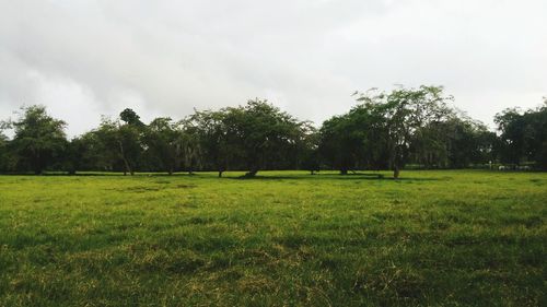 Trees on field against sky