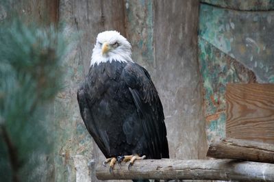 Eagle perching on wood in zoo