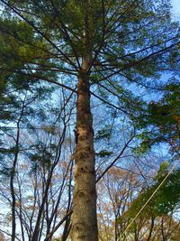 Low angle view of trees