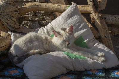 Cat on a pillow in a country yard.