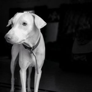 Close-up of dog