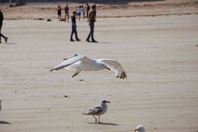 Seagulls on beach