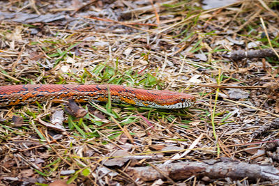 High angle view of snake on field