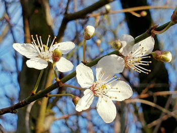 Close-up of white cherry blossom tree