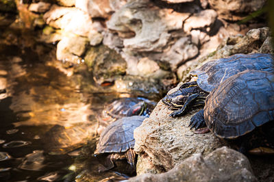 Close-up of tortoise on rock