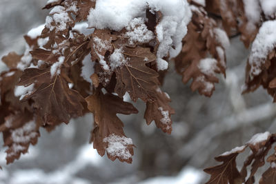 Close-up of frozen tree during winter