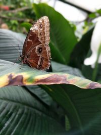 Close-up of butterfly perching on leaf