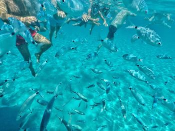 Fish swimming in sea