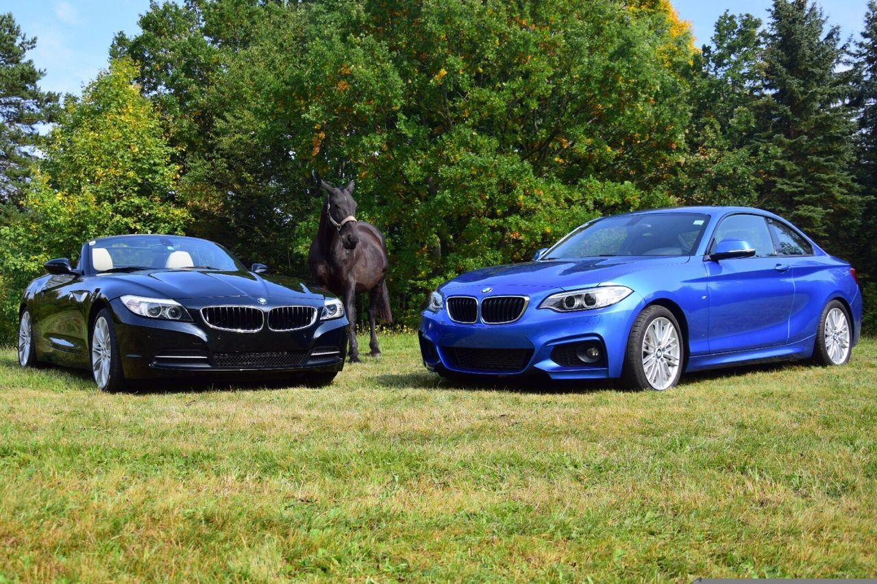 car, tree, land vehicle, transportation, mammal, growth, no people, day, animal themes, grass, nature, outdoors