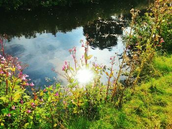 Sun shining through trees