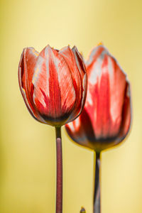 Close-up of red tulip against white background