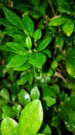 Close-up of raindrops on leaves