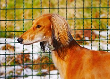 Close-up of dog outdoors