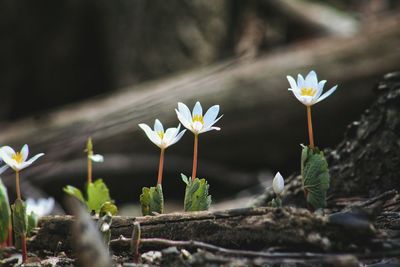 Close-up of white flowers blooming outdoors