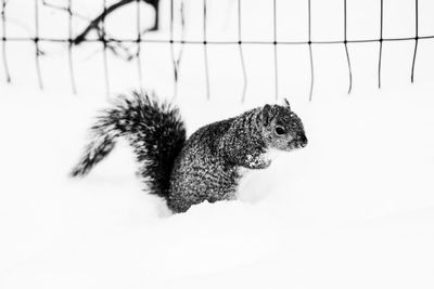 Close-up of squirrel on snow covered landscape