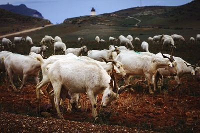 Sheep grazing on grassy field