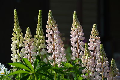 Close-up of flowering plant